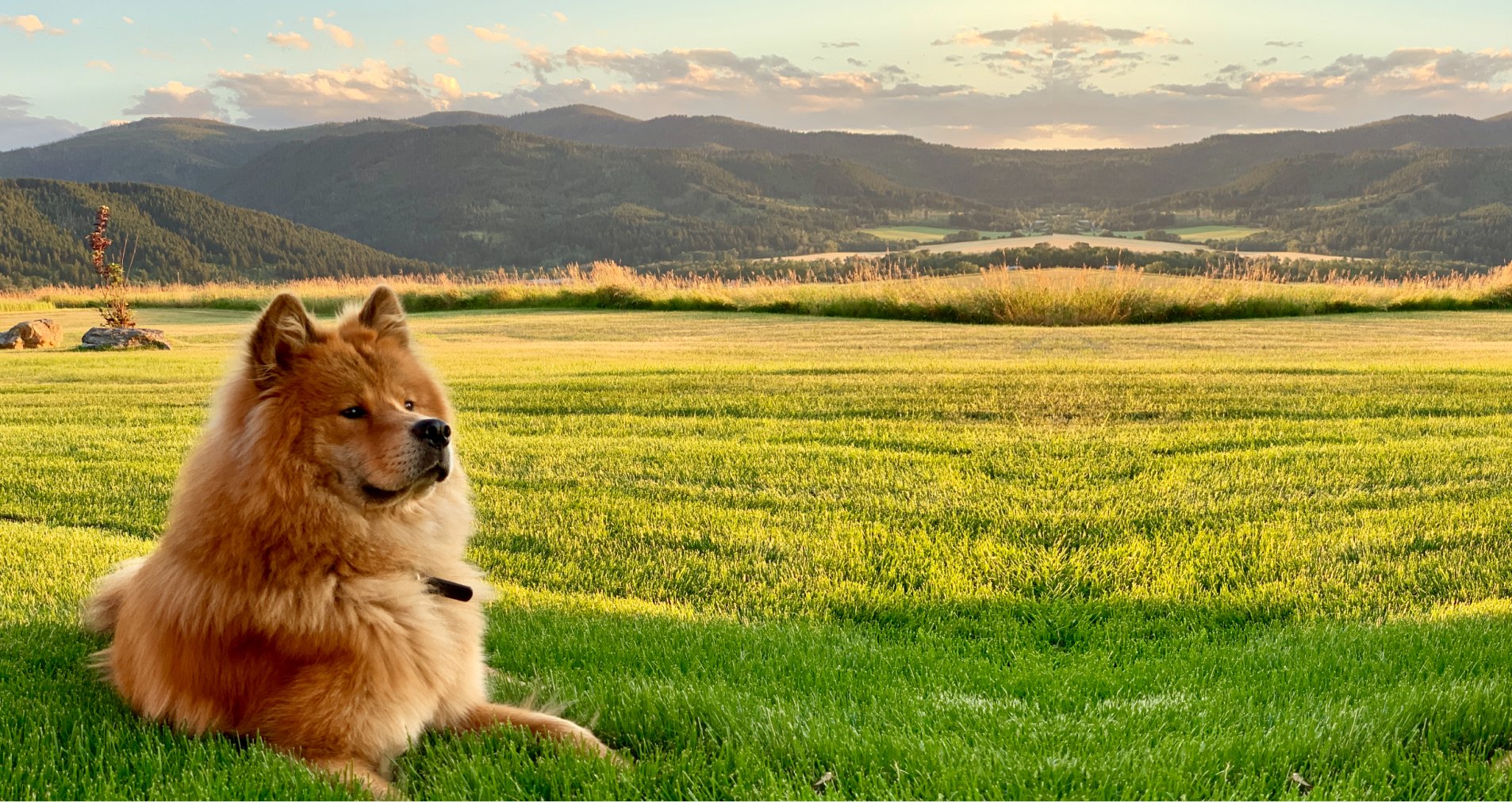A fluffy dog lying in a field at golden hour